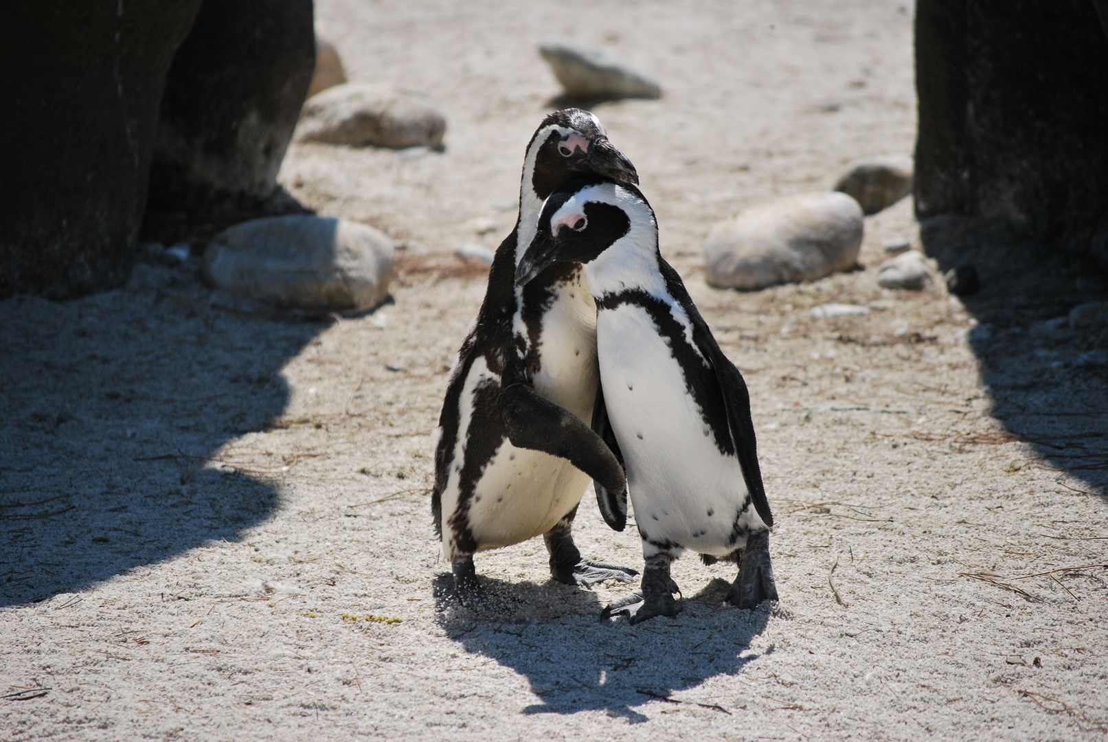 IL PINGUINO AFRICANO