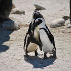 IL PINGUINO AFRICANO