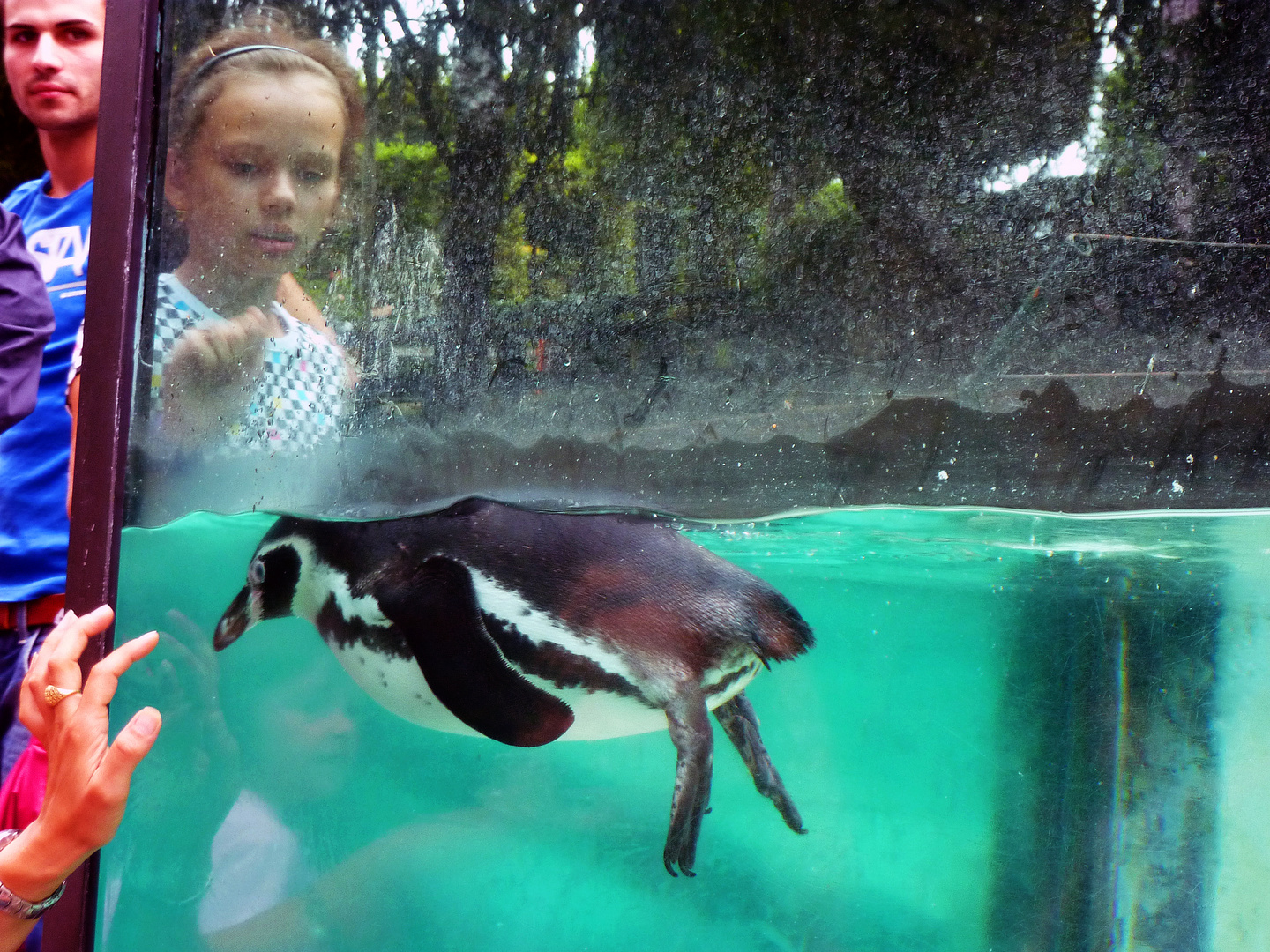 il pinguino che guarda la bambina