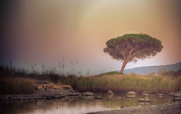 ..il pino marino....