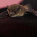 Il pipistrello.