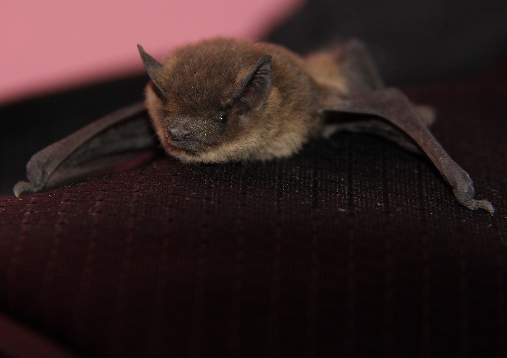 Il pipistrello. Foto % Immagini| animali, uccelli allo stato libero