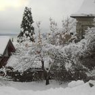 il più bello albero di Natale