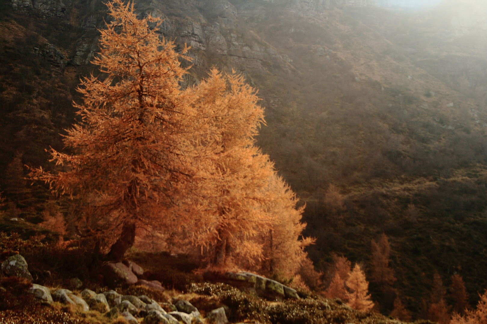 il più buon rosso ha buttato la mamma nel ............bosco.