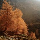 il più buon rosso ha buttato la mamma nel ............bosco.