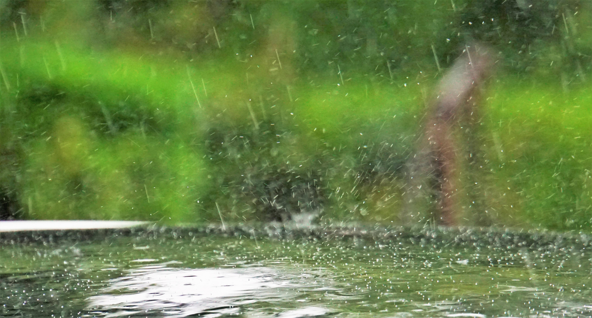 Il pleut ! photo et image nature abstraite, animations photographiques, exercices photo 2020
