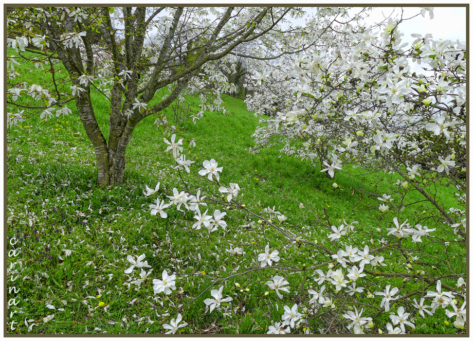 Il pleut des fleurs / Es regnet Blüten