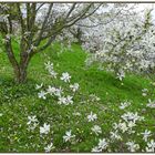 Il pleut des fleurs / Es regnet Blüten