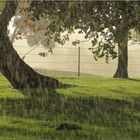 ..Il pleut, sur l'arbre penché...