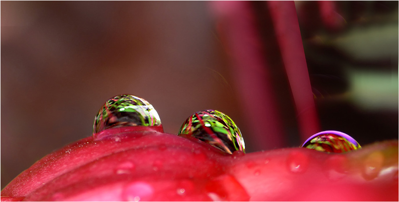 il pleut sur mes fuschias 2