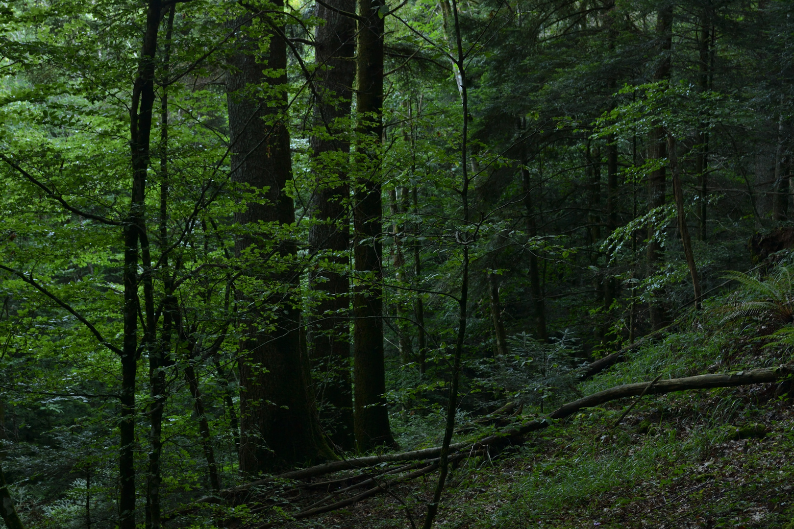 Il polmone verde del bosco (Monti delle Serre, Calabria)