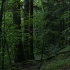 Il polmone verde del bosco (Monti delle Serre, Calabria)