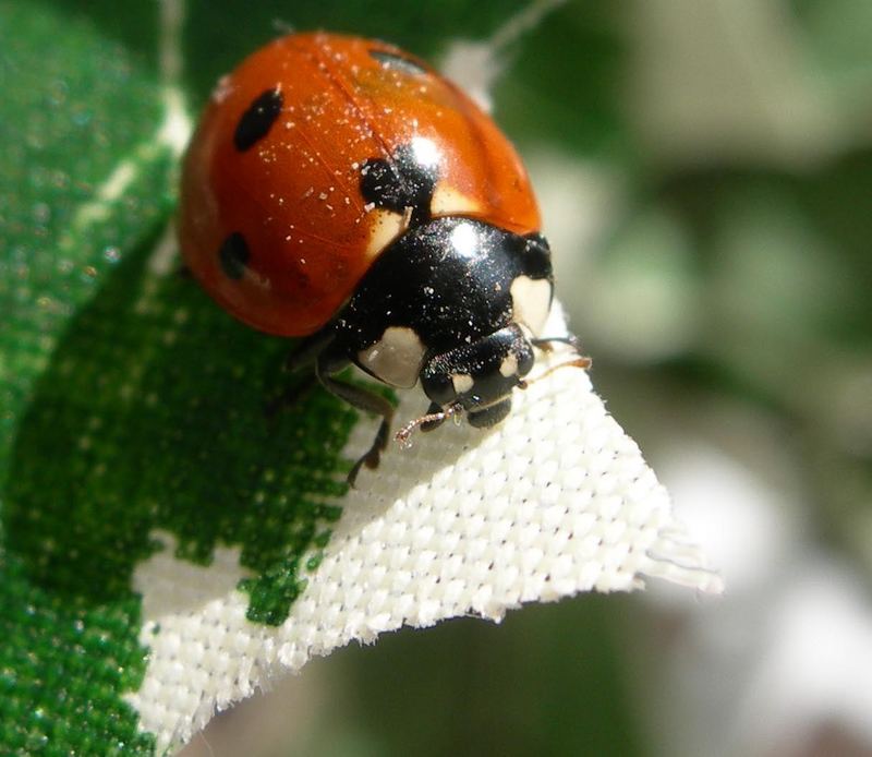 il PORTAFORTUNA: il maggiolino tricolore