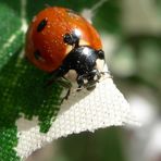 il PORTAFORTUNA: il maggiolino tricolore