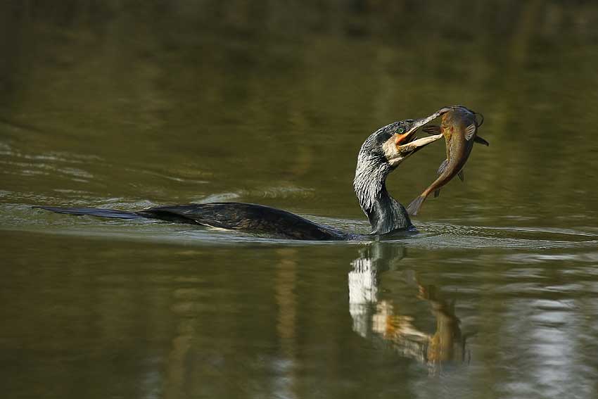 Il pranzo del Cormorano