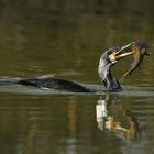 Il pranzo del Cormorano