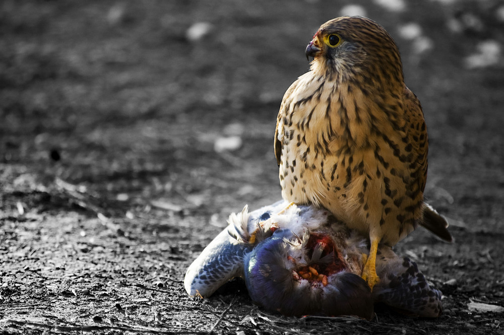 Il Pranzo del Gheppio