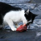 il pranzo è servito