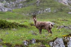 Il primo camoscio del 2016