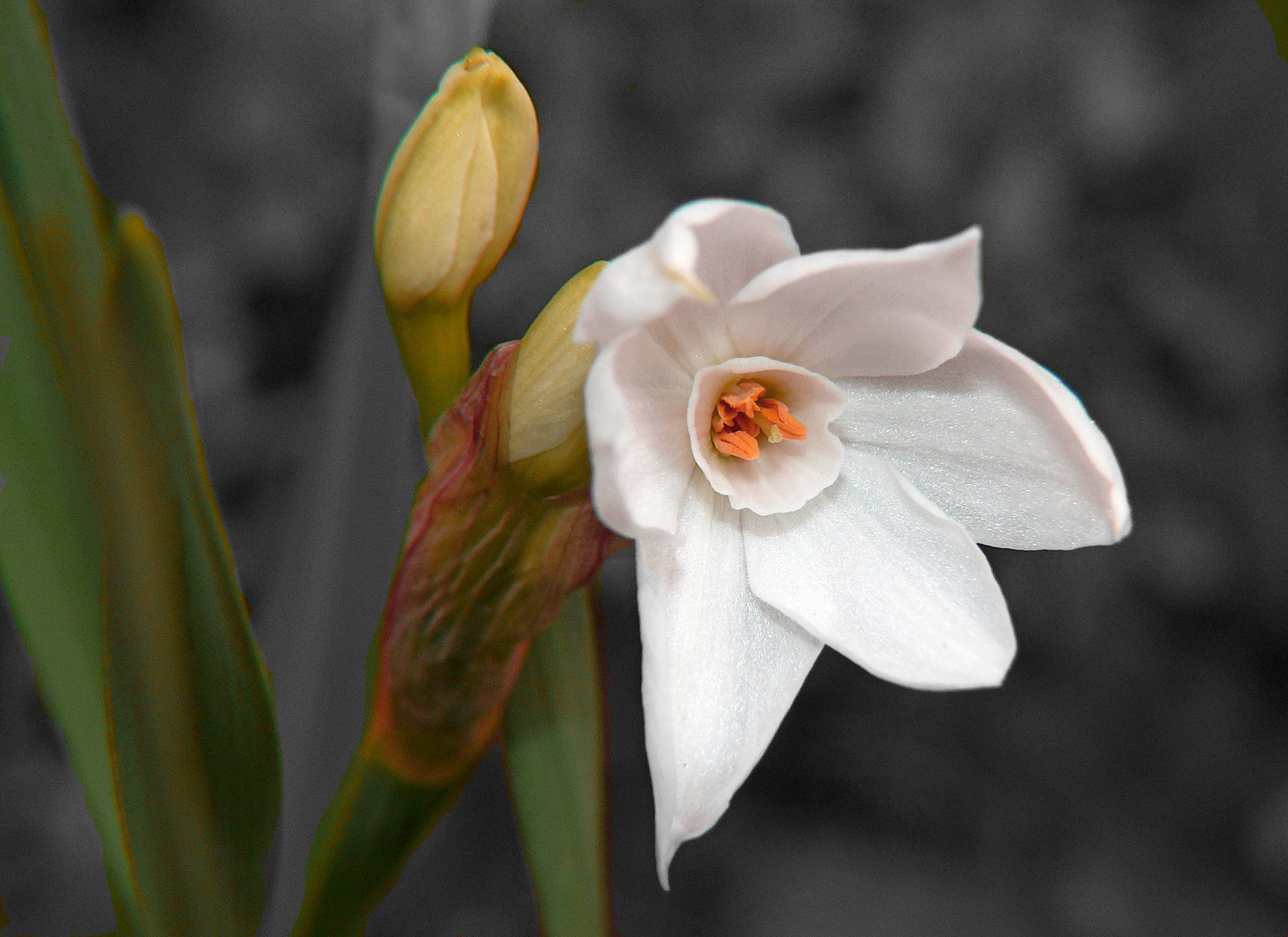 Il primo fiore 2016 in giardino