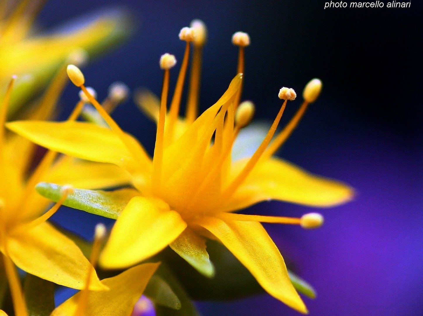 IL PRIMO FIORE DELLA PRIMAVERA