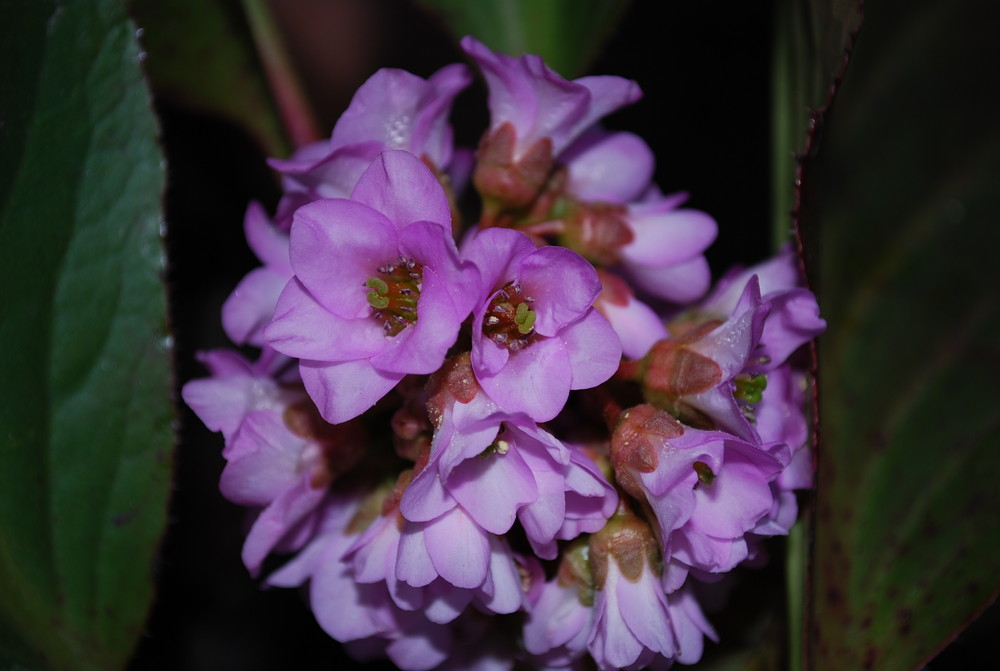 il primo fiore di primavera