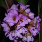 il primo fiore di primavera