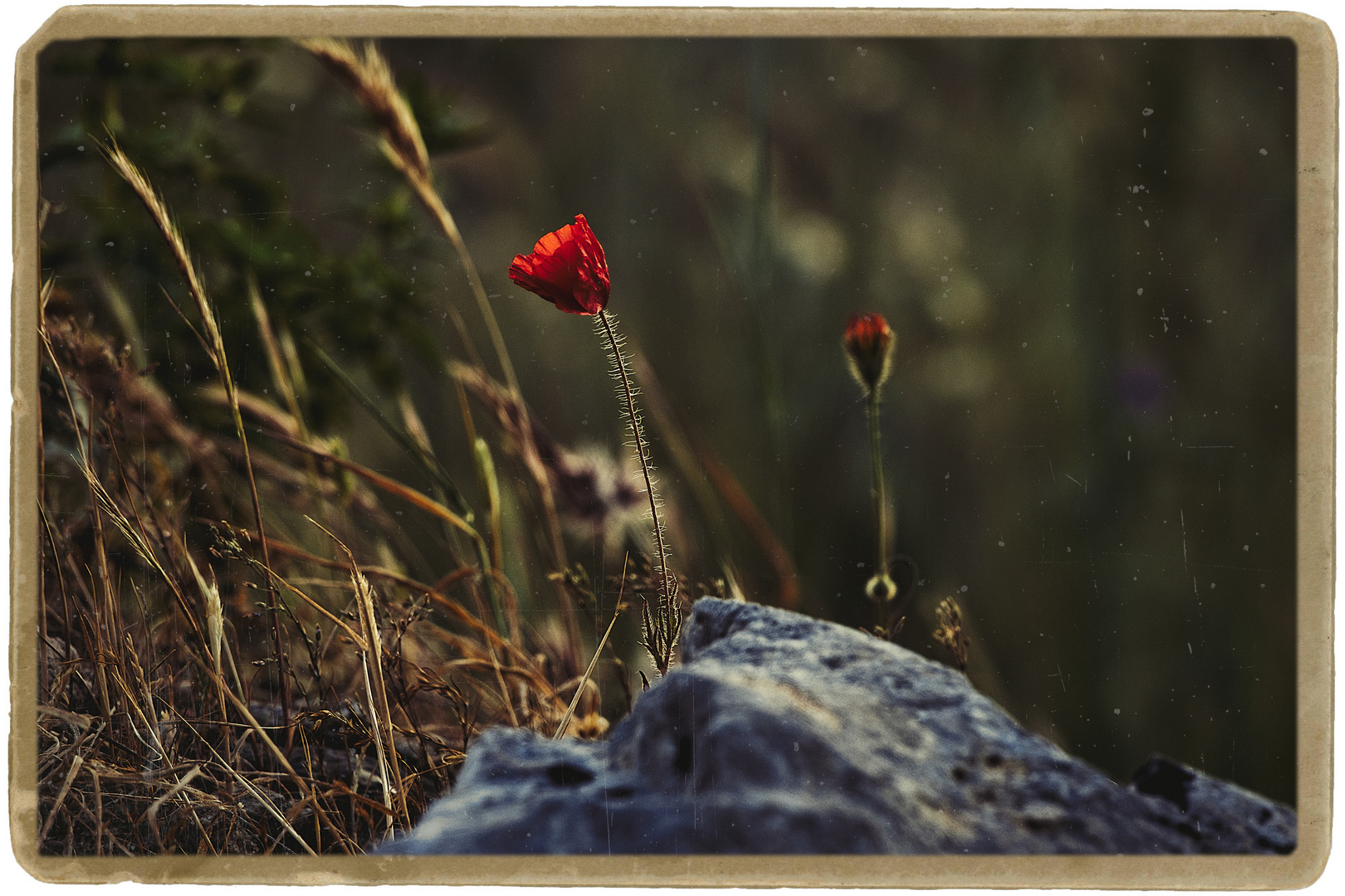 Il primo segnale della primavera