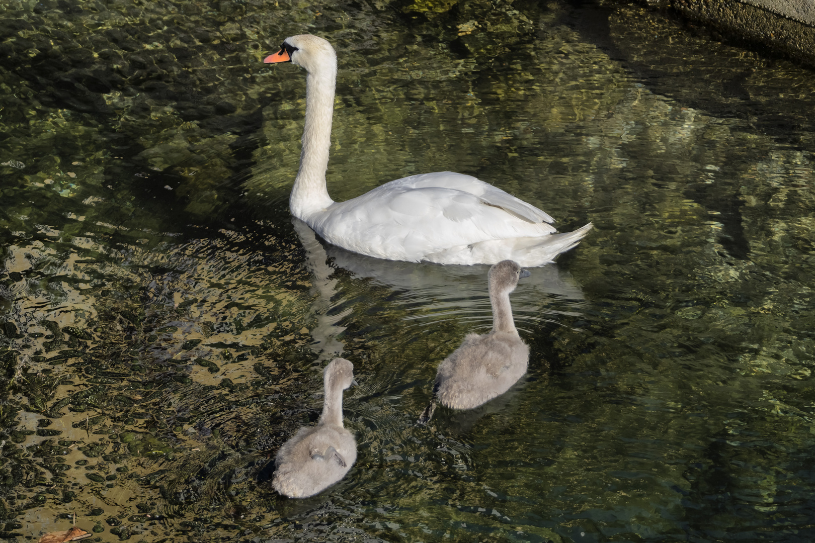 Il principe del lago