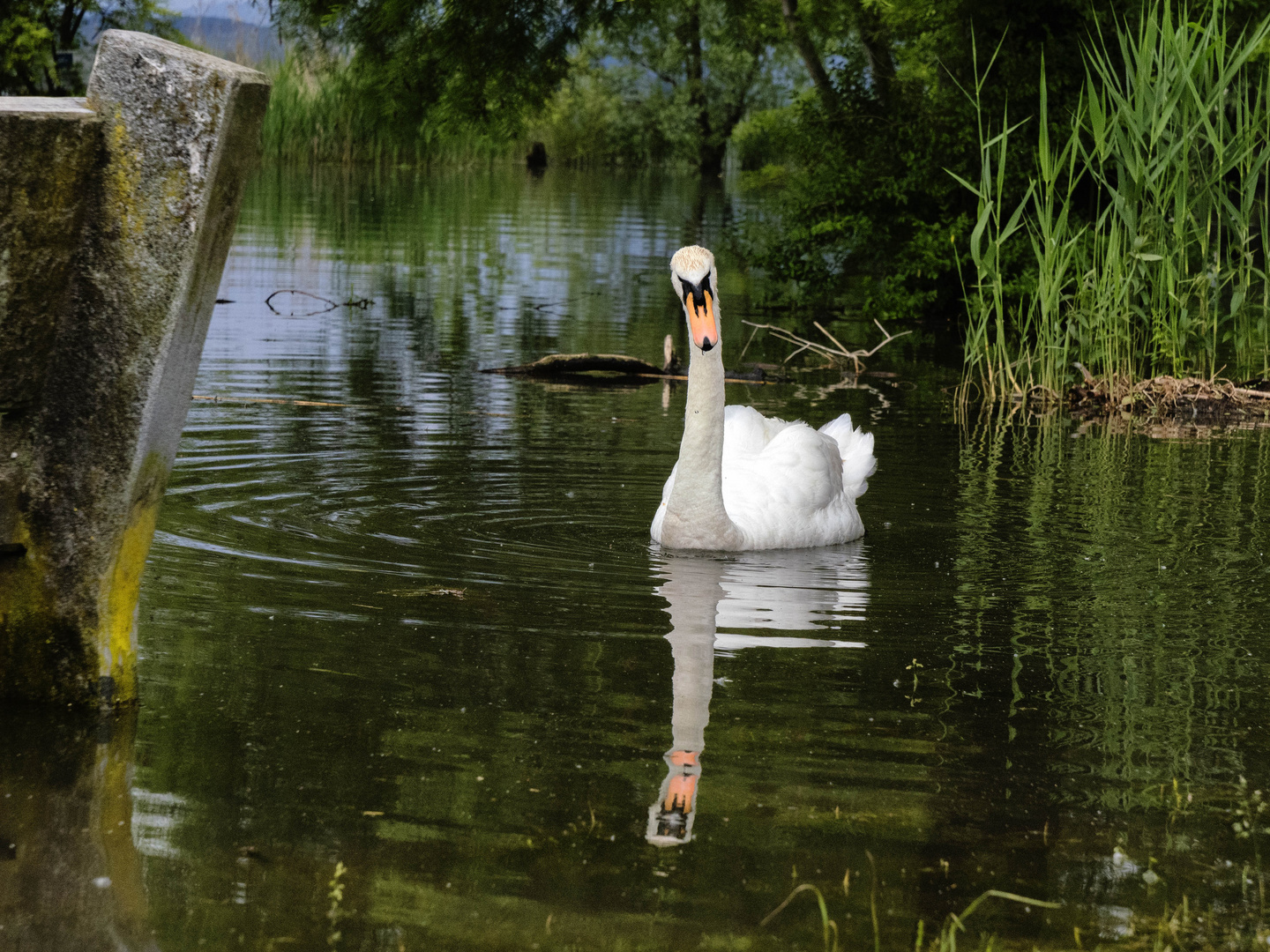 Il principe del lago