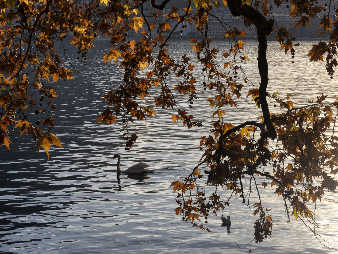 Il Principe del lago