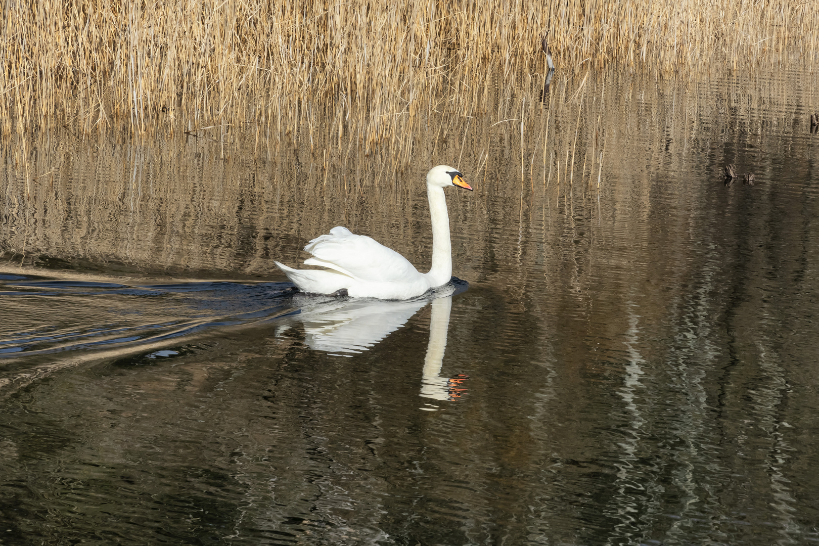 Il principe del lago dorato