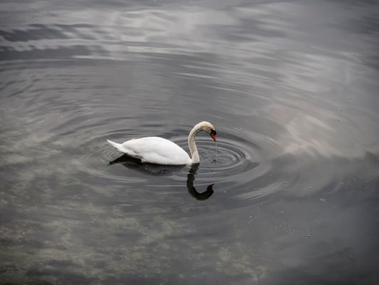 Il principe del lago