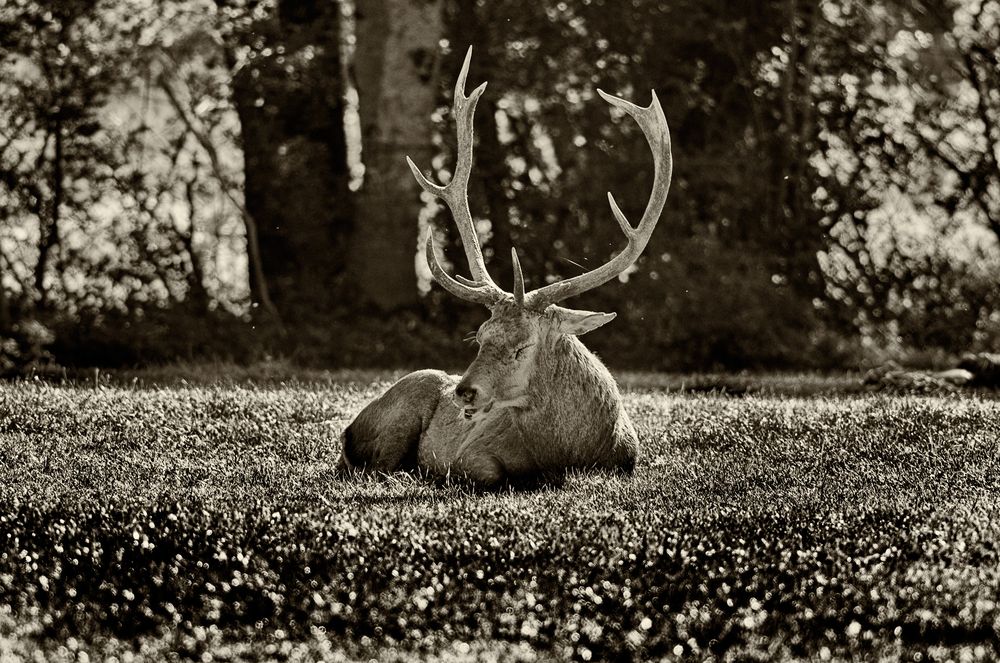 IL PRINCIPE DORME