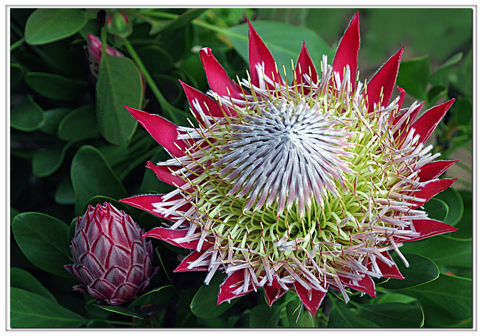 il principe....(protea)