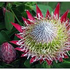 il principe....(protea)