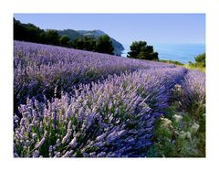 Il profumo del mare e dei campi