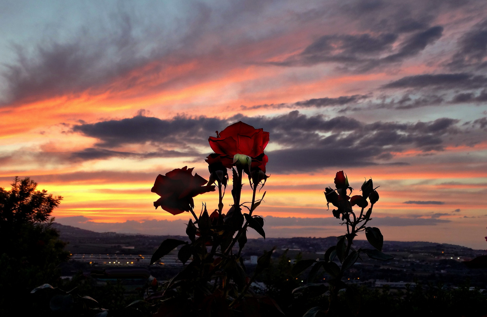 il profumo delle rose....