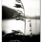 Il Profumo di un Bacio Portato dal Vento