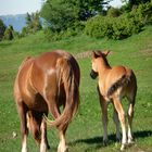 Il puledro e la sua mamma