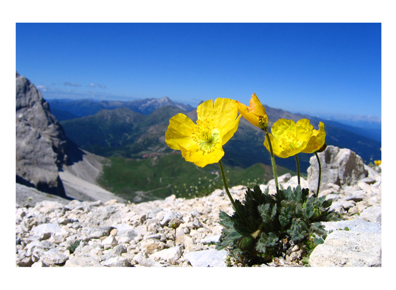 Il punto di vista dei fiori...