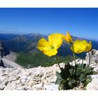 Il punto di vista dei fiori...