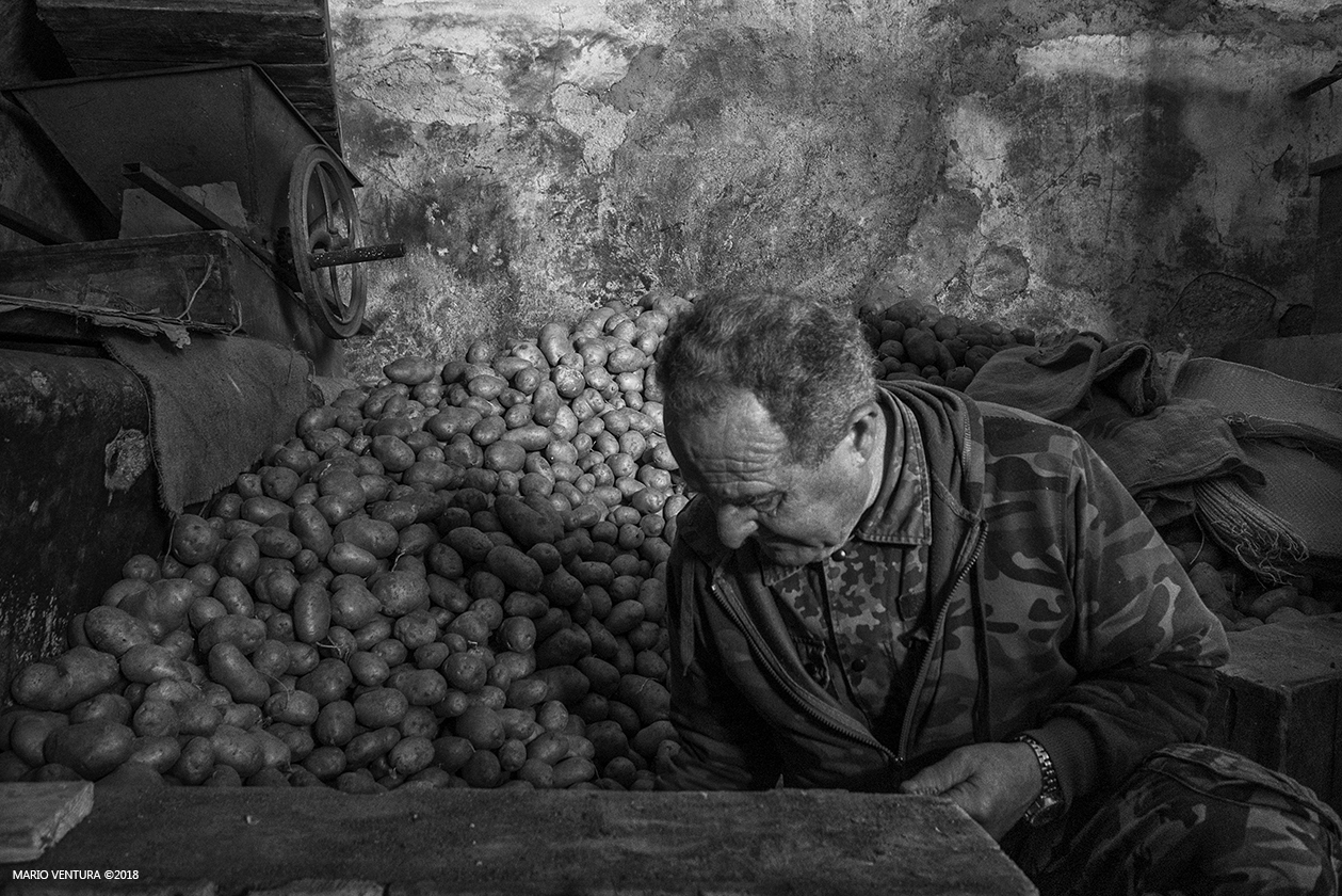 Il raccoglitore di patate rosse