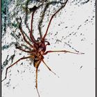il ragno (domiciliato nella mia cantina)