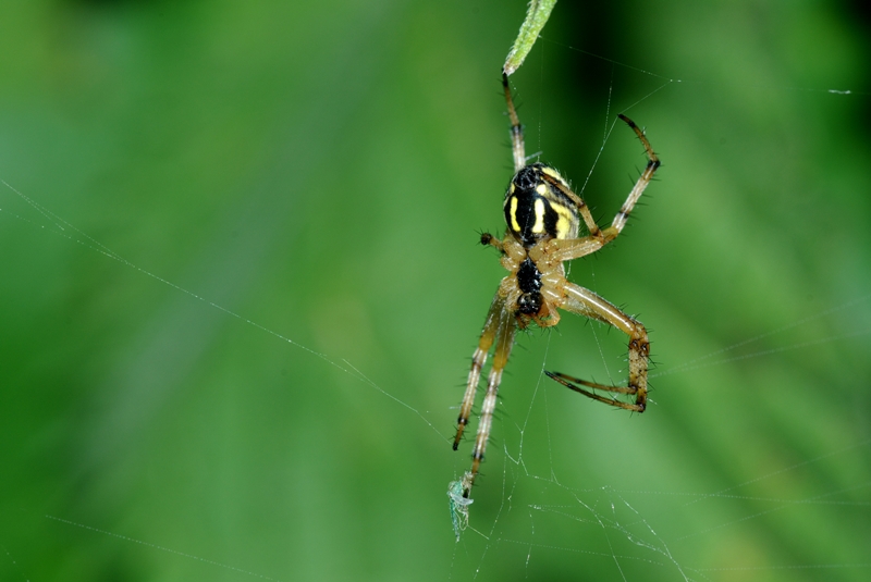 Il Ragno e la piccola Libellula