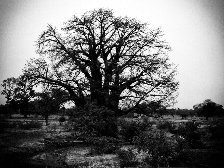 il re degli alberi