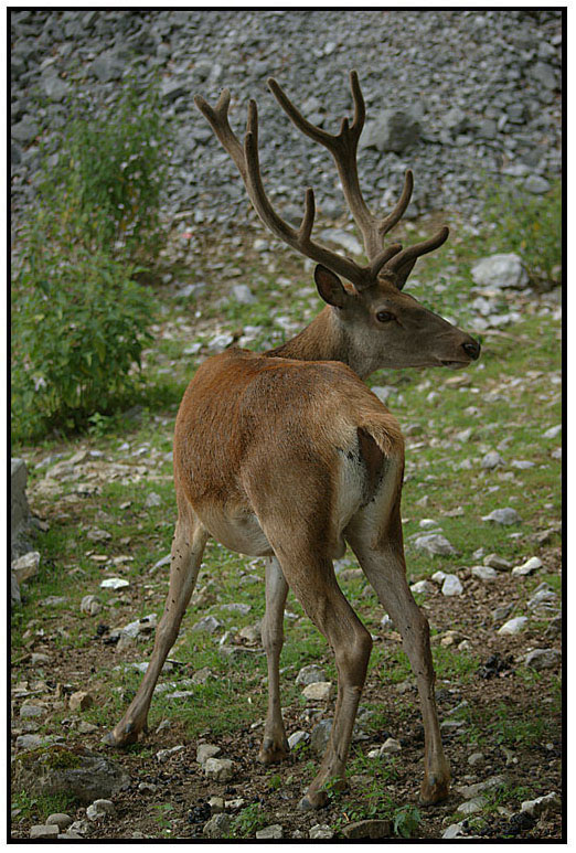 IL  RE  DEL  BOSCO