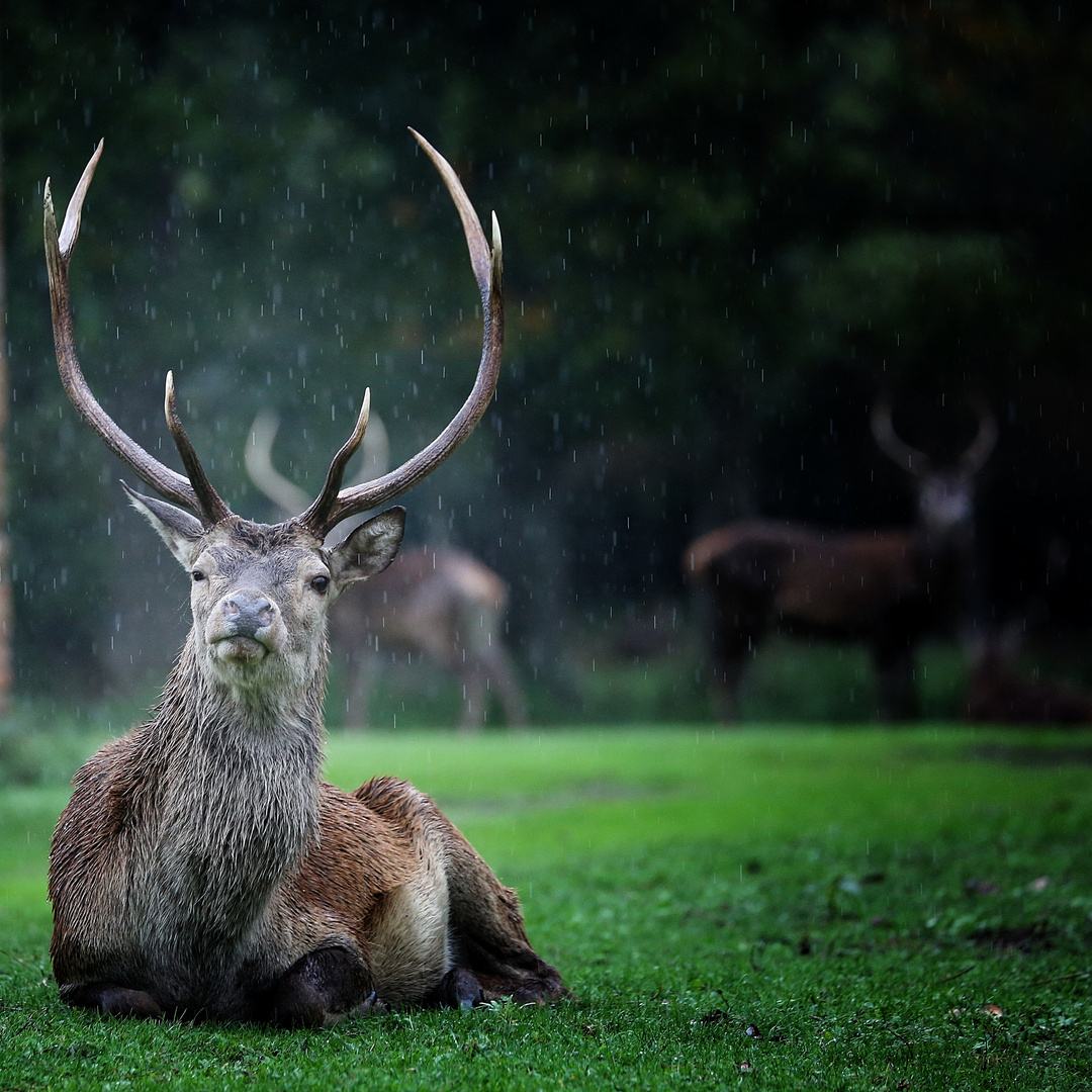 Il re del bosco