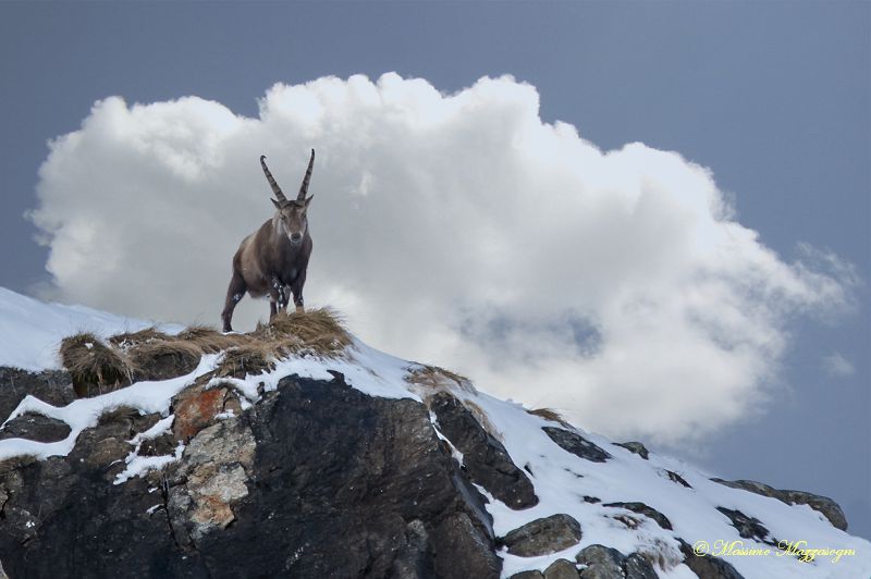 Il Re del Gran Paradiso