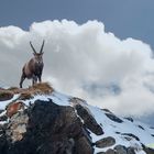 Il Re del Gran Paradiso